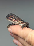 RM954, male, possible het hypo, 50% Red Monster bearded dragon for sale