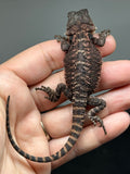 RM954, male, possible het hypo, 50% Red Monster bearded dragon for sale