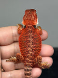 RM955, male, possible het hypo, 50% Red Monster bearded dragon for sale