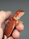 RM955, male, possible het hypo, 50% Red Monster bearded dragon for sale