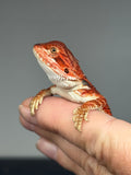 RM955, male, possible het hypo, 50% Red Monster bearded dragon for sale