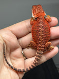 RM955, male, possible het hypo, 50% Red Monster bearded dragon for sale