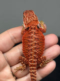 RM956, female, possible het hypo, 50% Red Monster bearded dragon for sale