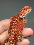RM956, female, possible het hypo, 50% Red Monster bearded dragon for sale