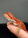 RM956, female, possible het hypo, 50% Red Monster bearded dragon for sale