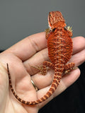 RM956, female, possible het hypo, 50% Red Monster bearded dragon for sale