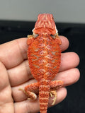 RM958, female, hypo, 50% Red Monster bearded dragon for sale