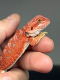 RM958, female, hypo, 50% Red Monster bearded dragon for sale