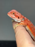 RM958, female, hypo, 50% Red Monster bearded dragon for sale