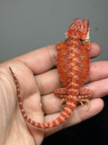 RM958, female, hypo, 50% Red Monster bearded dragon for sale
