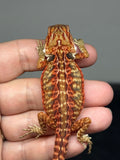 RM957, male, leatherback, possible het hypo, possible het Witblits, 50% Red Monster bearded dragon for sale