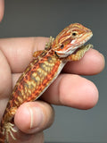 RM957, male, leatherback, possible het hypo, possible het Witblits, 50% Red Monster bearded dragon for sale