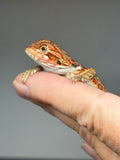 RM957, male, leatherback, possible het hypo, possible het Witblits, 50% Red Monster bearded dragon for sale