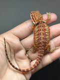 RM957, male, leatherback, possible het hypo, possible het Witblits, 50% Red Monster bearded dragon for sale