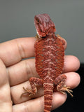 RM959, male, hypo, possible het Witblits, 50% Red Monster bearded dragon for sale