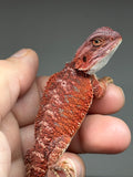 RM959, male, hypo, possible het Witblits, 50% Red Monster bearded dragon for sale