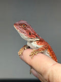 RM959, male, hypo, possible het Witblits, 50% Red Monster bearded dragon for sale