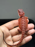 RM959, male, hypo, possible het Witblits, 50% Red Monster bearded dragon for sale