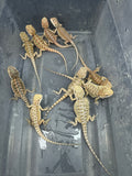 G188, 10 Bearded Dragon wholesale group for sale