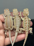 G188, 10 Bearded Dragon wholesale group for sale