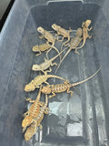 G189, 10 Bearded Dragon wholesale group for sale