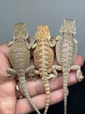 G189, 10 Bearded Dragon wholesale group for sale