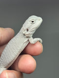 #1574, male, hypo, possible het Witblits, Zero Bearded Dragon for sale