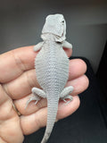 #1574, male, hypo, possible het Witblits, Zero Bearded Dragon for sale