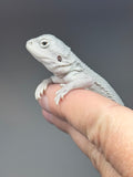 #1574, male, hypo, possible het Witblits, Zero Bearded Dragon for sale