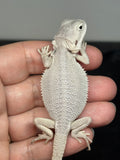 #1575, male, hypo, possible het Witblits, Zero Bearded Dragon for sale