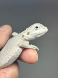 #1575, male, hypo, possible het Witblits, Zero Bearded Dragon for sale