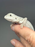 #1575, male, hypo, possible het Witblits, Zero Bearded Dragon for sale