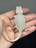 #1575, male, hypo, possible het Witblits, Zero Bearded Dragon for sale
