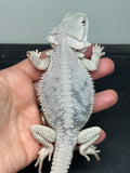 #1576, male, hypo, marbled, possible het Witblits, Zero Bearded Dragon for sale