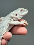#1576, male, hypo, marbled, possible het Witblits, Zero Bearded Dragon for sale