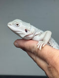 #1576, male, hypo, marbled, possible het Witblits, Zero Bearded Dragon for sale
