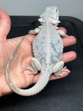 #1576, male, hypo, marbled, possible het Witblits, Zero Bearded Dragon for sale