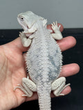 #1576, male, hypo, marbled, possible het Witblits, Zero Bearded Dragon for sale
