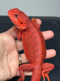 RM961, female, hypo, trans, leatherback, 50% Red Monster bearded dragon for sale