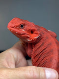 RM961, female, hypo, trans, leatherback, 50% Red Monster bearded dragon for sale