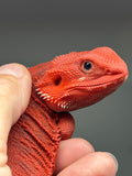 RM961, female, hypo, trans, leatherback, 50% Red Monster bearded dragon for sale