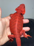 RM961, female, hypo, trans, leatherback, 50% Red Monster bearded dragon for sale