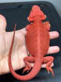 RM961, female, hypo, trans, leatherback, 50% Red Monster bearded dragon for sale