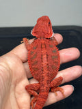RM962, female, trans, possible het hypo, 50% Red Monster bearded dragon for sale