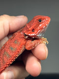 RM962, female, trans, possible het hypo, 50% Red Monster bearded dragon for sale
