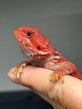 RM962, female, trans, possible het hypo, 50% Red Monster bearded dragon for sale
