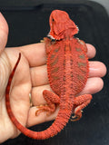 RM962, female, trans, possible het hypo, 50% Red Monster bearded dragon for sale