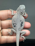 #1577, male, hypo, marbled, possible het Witblits, Zero Bearded Dragon for sale