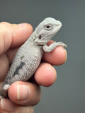 #1577, male, hypo, marbled, possible het Witblits, Zero Bearded Dragon for sale