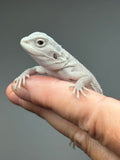 #1577, male, hypo, marbled, possible het Witblits, Zero Bearded Dragon for sale